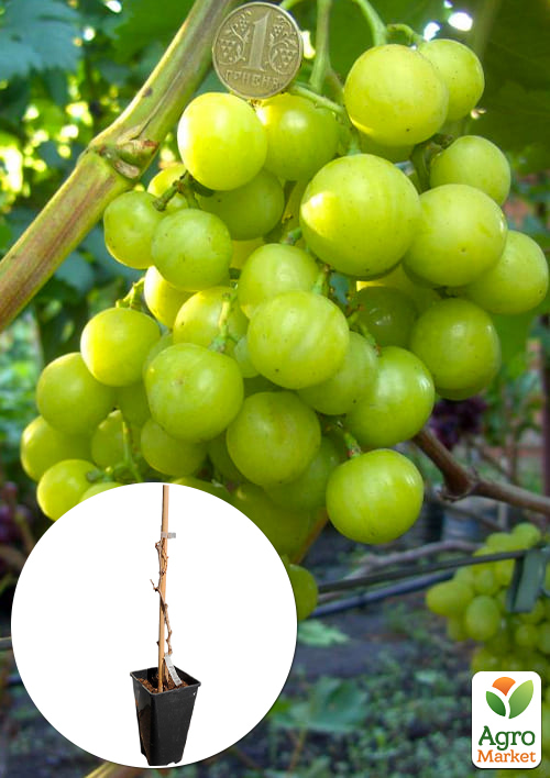 Виноград десертний Прима України (вкорінений саджанець у контейнері)
Виноград десертний Прима України (вкорінений саджанець у контейнері)