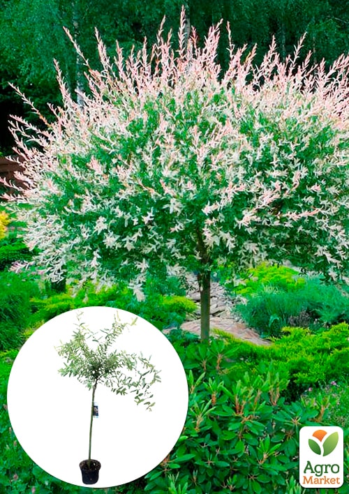 Ива на штамбе Hakuro-nishiki (высота 80-100см)
Ива на штамбе Hakuro-nishiki (высота 80-100см)