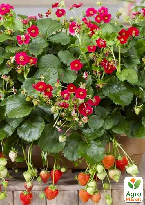 Клубника Ампельная Руби Энн (Ruby Ann) (ремонтантный, крупноплодный, ранний сорт)
Клубника Ампельная Руби Энн (Ruby Ann) (ремонтантный, крупноплодный, ранний сорт)