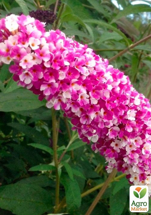 Буддлея Давида Berries and Cream
Буддлея Давида Berries and Cream