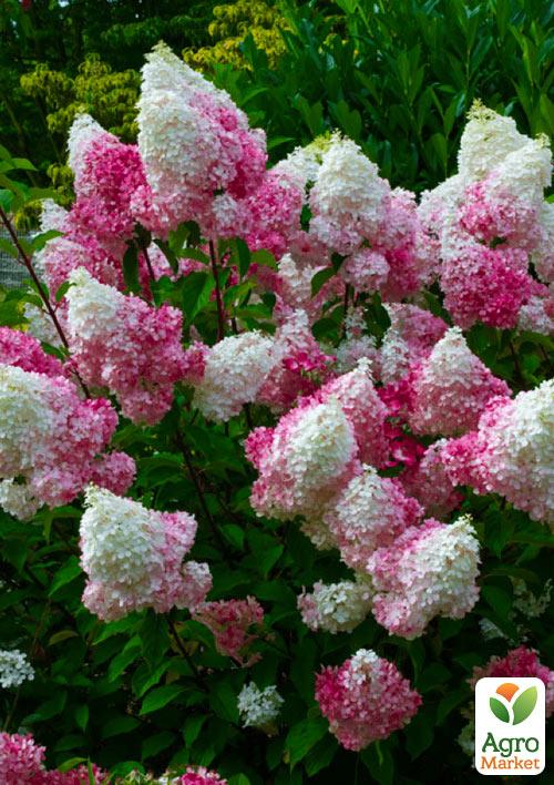 Гортензія волотиста Sundae Fraise
Гортензія волотиста Sundae Fraise