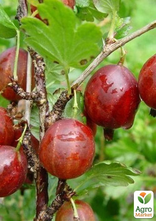 Крыжовник Криспа (средне-ранний срок созревания)
Крыжовник Криспа (средне-ранний срок созревания)