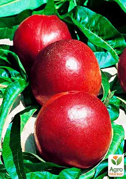 Нектарин Ванг-3 (лысый персик, летний сорт, средний срок созревания)
Нектарин Ванг-3 (лысый персик, летний сорт, средний срок созревания)