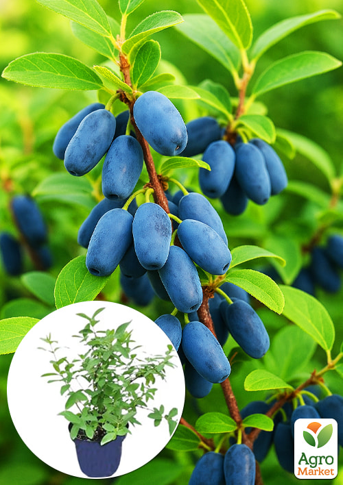 Жимолість 2-річна Бореал Бьюті (пізній термін дозрівання, високоврожайний сорт) С1,5
Жимолість 2-річна Бореал Бьюті (пізній термін дозрівання, високоврожайний сорт) С1,5