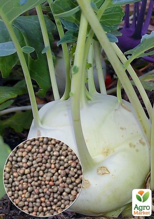 На вагу Капуста кольрабі Білий делікатес ТМ Весна ціна за 2г
На вагу Капуста кольрабі Білий делікатес ТМ Весна ціна за 2г