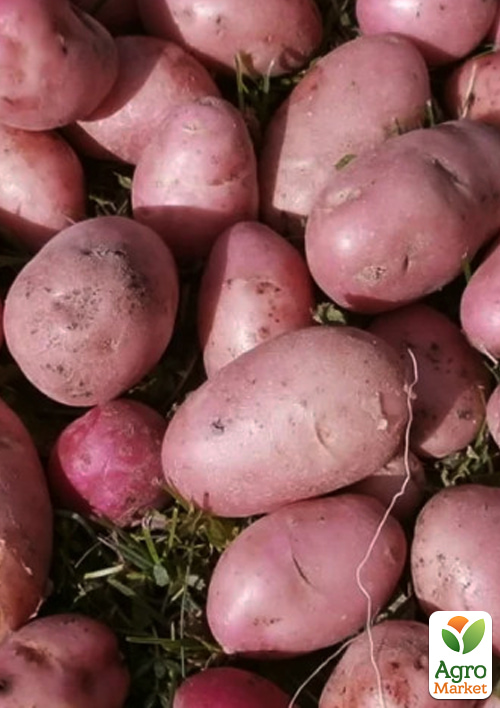 Картофель Манифест семенной среднеспелый (1 репродукция) 1кг
Картофель Манифест семенной среднеспелый (1 репродукция) 1кг