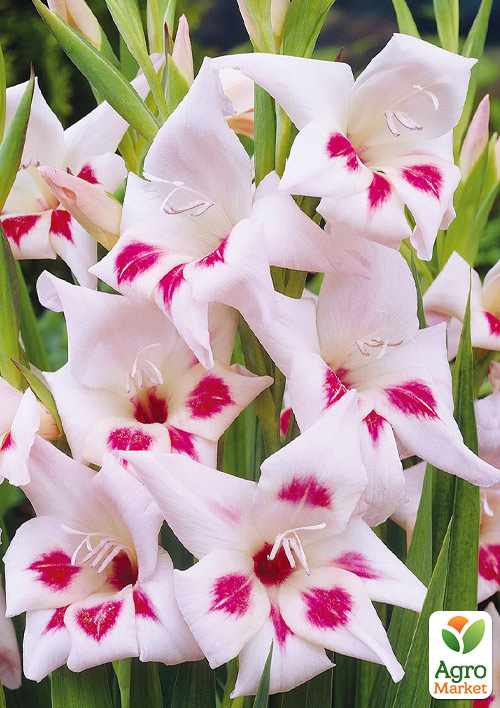 Гладиолус Нанус Nymph
Гладиолус Нанус Nymph