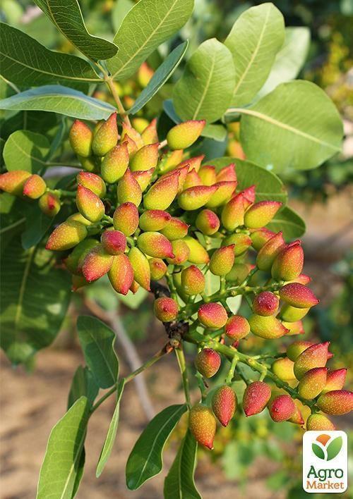 Фисташка Альбина (средний срок созревания)
Фисташка Альбина (средний срок созревания)