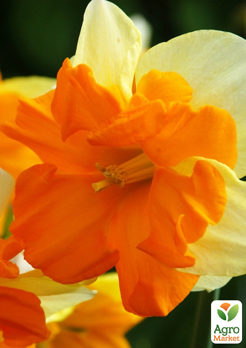 Нарцисс Congress
Нарцисс Congress