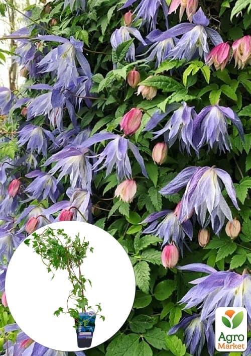 LMTD Клематис 3-х летний Alpina (высота 60-80 см)
LMTD Клематис 3-х летний Alpina (высота 60-80 см)