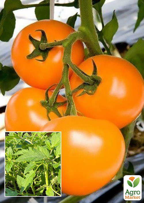 Розсада Томат Ямамото KS 10 (фермерське вирощування), 1шт в упаковці
Розсада Томат Ямамото KS 10 (фермерське вирощування), 1шт в упаковці