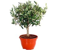 Саженцы оливкового дерева