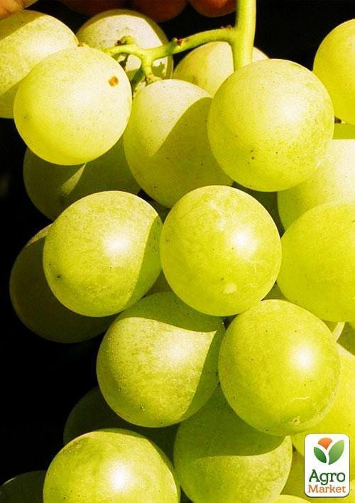 Виноград Антоний Великий (ранне-средний срок созревания, не подвержен горошению)
Виноград Антоний Великий (ранне-средний срок созревания, не подвержен горошению)