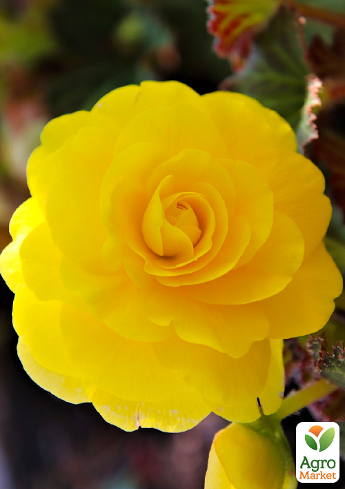 Бегония махровая Non Stop Yellow
Бегония махровая Non Stop Yellow