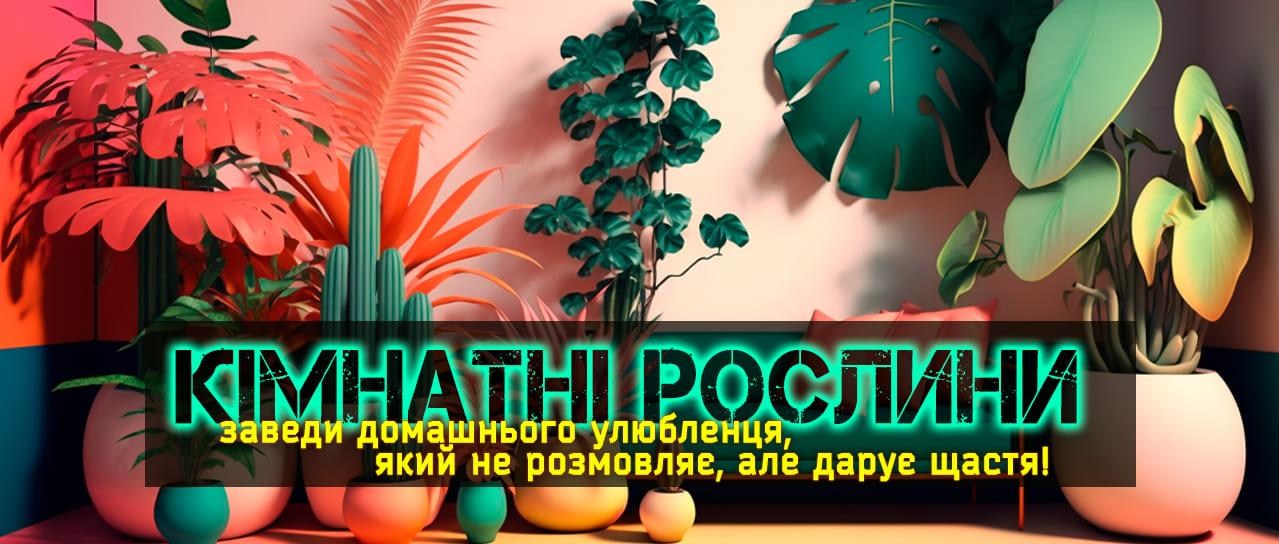 Найкращі кімнатні рослинки!