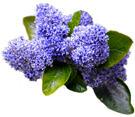 Цеанотус Цеанотус