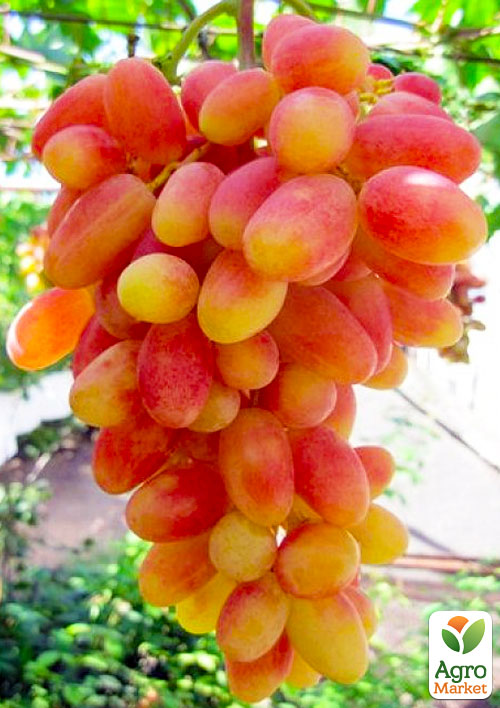Ексклюзив! Виноград жовто-рожевий Шафрановий ранок (преміальний столовий сорт, стійкий до грибкових захворювань)
Ексклюзив! Виноград жовто-рожевий Шафрановий ранок (преміальний столовий сорт, стійкий до грибкових захворювань)