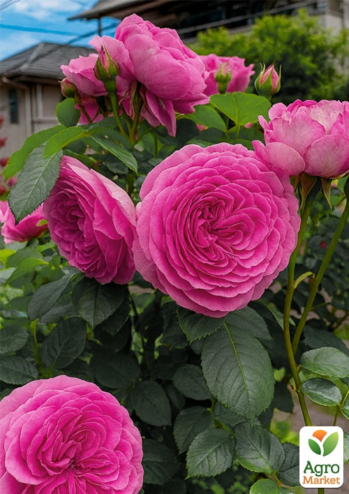 Роза английская Gertrude Jekyll (саженец класса АА+) высший сорт
Роза английская Gertrude Jekyll (саженец класса АА+) высший сорт