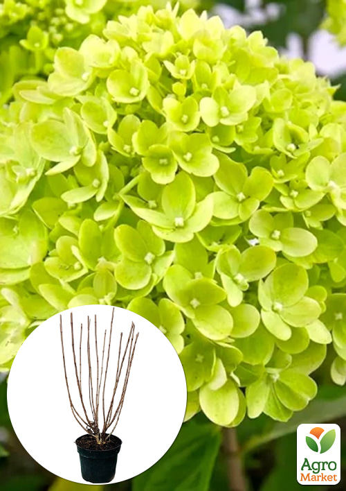 Гортензія 3-річна волотиста «Little Lime»
Гортензія 3-річна волотиста «Little Lime»