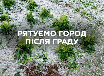 Як врятувати врожай після граду?