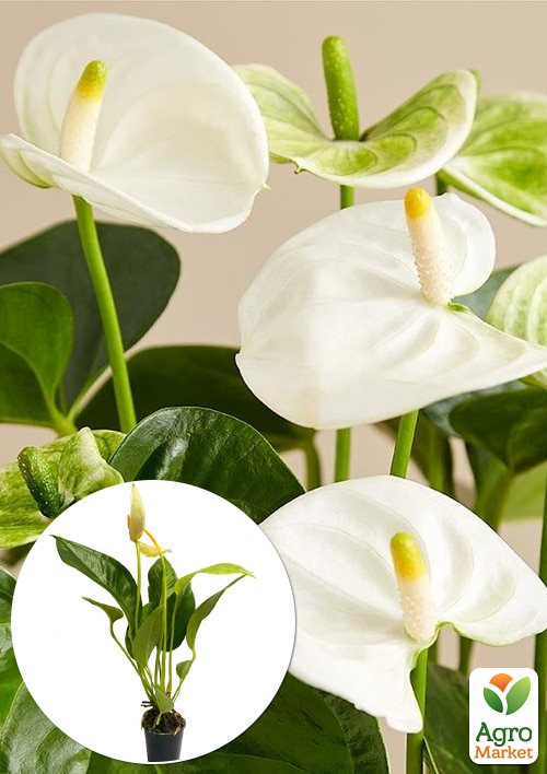 Антуріум (Anthurium) Oshiro White
Антуріум (Anthurium) Oshiro White