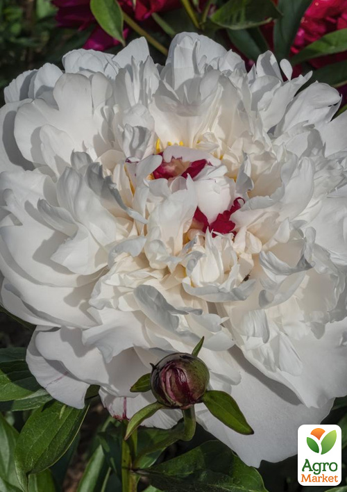 Пион травянистый Ave Maria
Пион травянистый Ave Maria