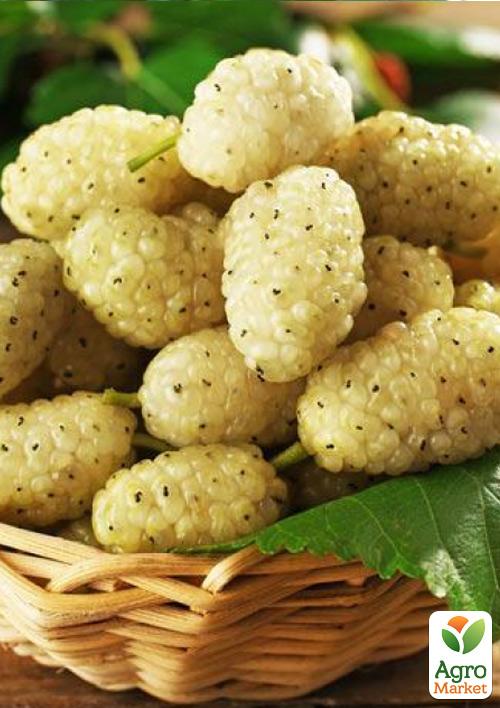 Шовковиця великоплідна Медова (літній сорт, ранній термін дозрівання)
Шовковиця великоплідна Медова (літній сорт, ранній термін дозрівання)
