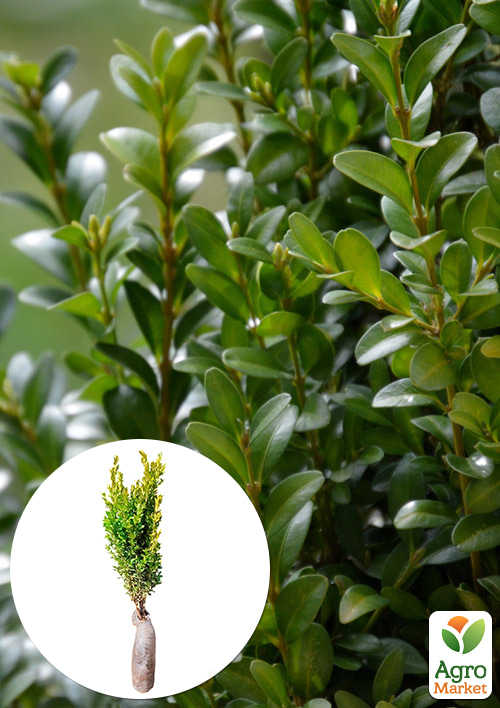 Самшит вічнозелений Buxus sempervirens 2-х річний саджанець
Самшит вічнозелений Buxus sempervirens 2-х річний саджанець