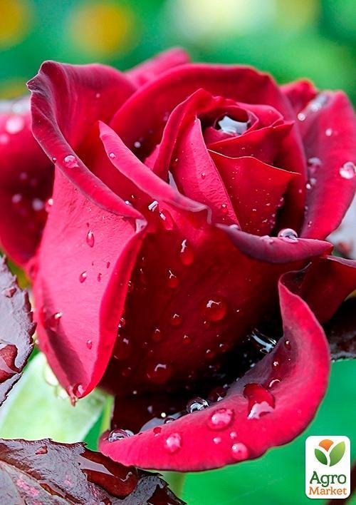 Роза чайно-гибридная Notturno®
Роза чайно-гибридная Notturno®