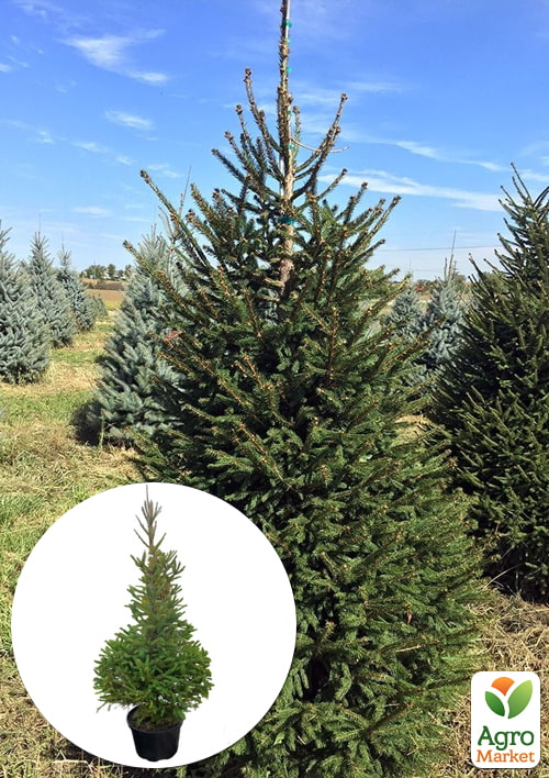 Ель 5-ти летняя Европейская (Picea Abies) С5 высота 60-80см
Ель 5-ти летняя Европейская (Picea Abies) С5 высота 60-80см