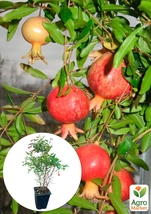 Гранат кімнатний 2роки Карфаген (висота 35-45см)
Гранат кімнатний 2роки Карфаген (висота 35-45см)