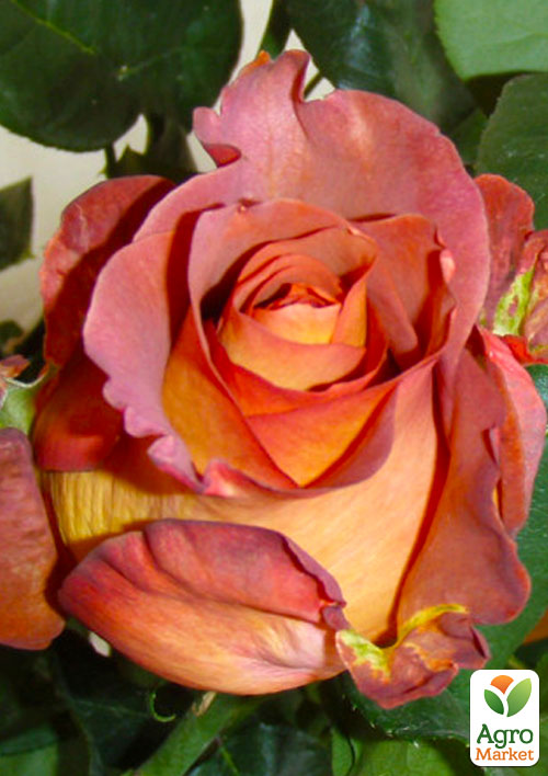 Эксклюзив! Роза чайно-гибридная желто-коралловая Танго (Tango) (саженец класса АА+, премиальный сорт на срезку)
Эксклюзив! Роза чайно-гибридная желто-коралловая Танго (Tango) (саженец класса АА+, премиальный сорт на срезку)