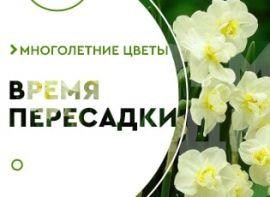 Коли пересаджувати нарциси - корисні статті про садівництво від Agro-Market