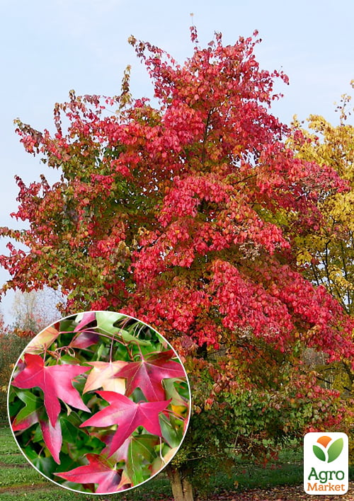 Клен Бунге (Acer Truncatum Bunge) вазон Р9
Клен Бунге (Acer Truncatum Bunge) вазон Р9