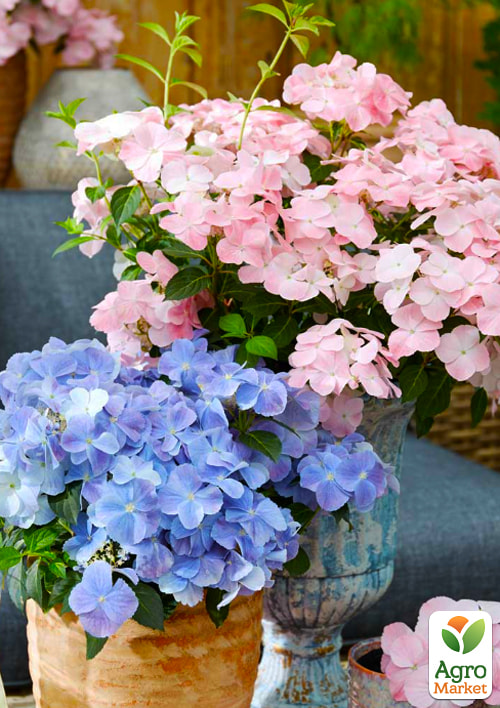 Гортензія ампельна French Bolero
Гортензія ампельна French Bolero