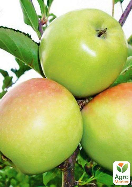 Яблуня Ренет Кубанський (зимовий сорт, пізній термін дозрівання)
Яблуня Ренет Кубанський (зимовий сорт, пізній термін дозрівання)