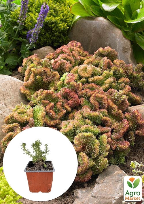 Очиток відігнутий Cristatum
Очиток відігнутий Cristatum