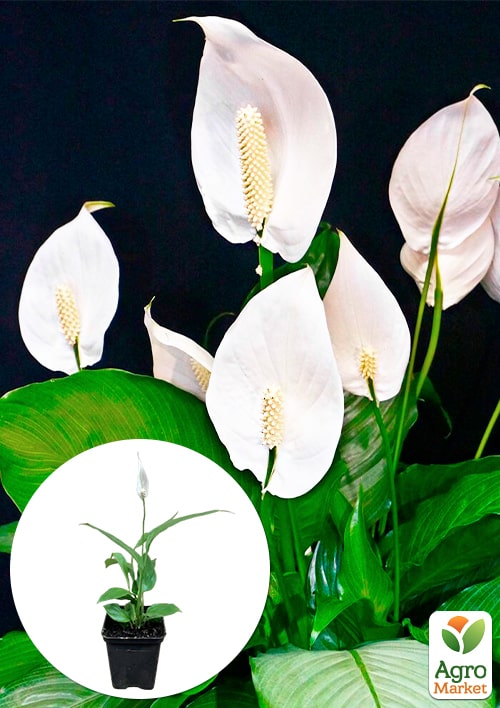 Спатифілум Pearl висота 25-45см
Спатифілум Pearl висота 25-45см