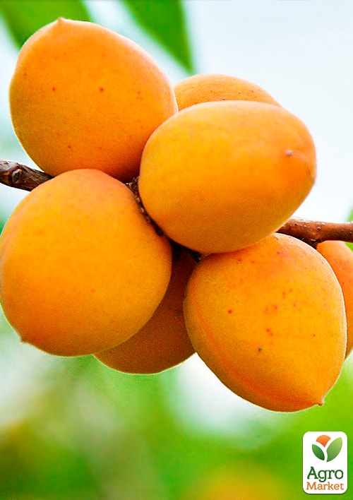 Абрикос Ананасный Цюрупинский (летний сорт, средний срок созревания)
Абрикос Ананасный Цюрупинский (летний сорт, средний срок созревания)