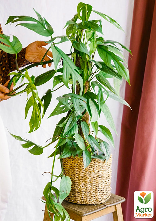 Эпипремнум Cebu Blue 20-30см
Эпипремнум Cebu Blue 20-30см