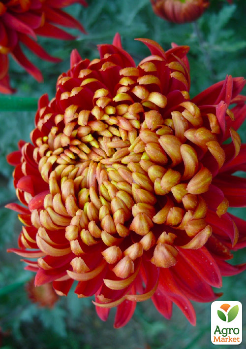 Хризантема Cocori Rouge et Or (низькоросла великоквіткова)
Хризантема Cocori Rouge et Or (низькоросла великоквіткова)