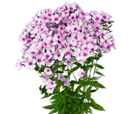 Флокс шилоподібний