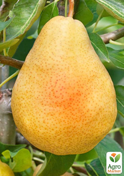 Груша Мілена (солодкий, літній сорт, ранній термін дозрівання)
Груша Мілена (солодкий, літній сорт, ранній термін дозрівання)