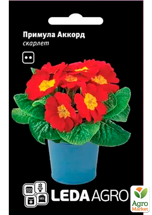 Примула Аккорд скарлет ТМ Leda Agro 10шт
Примула Аккорд скарлет ТМ Leda Agro 10шт