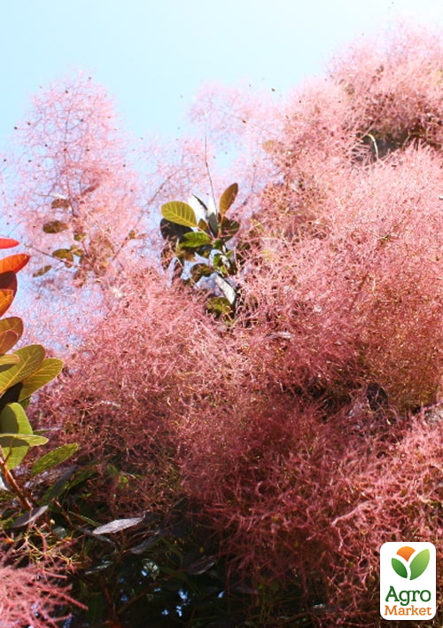 Скумпия обыкновенная (Cotinus Coggygria) высота 40-50см
Скумпия обыкновенная (Cotinus Coggygria) высота 40-50см