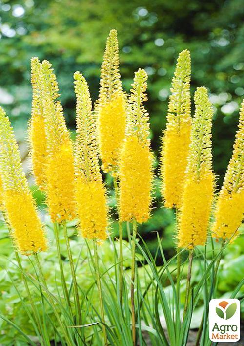 Эремурус Bungei 1шт в упаковке
Эремурус Bungei 1шт в упаковке