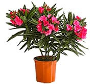 Олеандр Олеандр