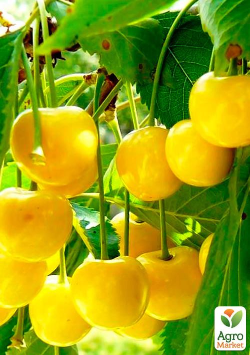 Ексклюзив! Вишня яскраво-жовта Мрії Імператора (Emperor`s Dreams) (преміальний вишнево-черешневий гібрид)
Ексклюзив! Вишня яскраво-жовта Мрії Імператора (Emperor`s Dreams) (преміальний вишнево-черешневий гібрид)