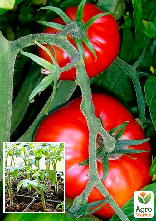 Рассада Томат Микадо Красный (фермерское взращивание), 1шт в упаковке
Рассада Томат Микадо Красный (фермерское взращивание), 1шт в упаковке