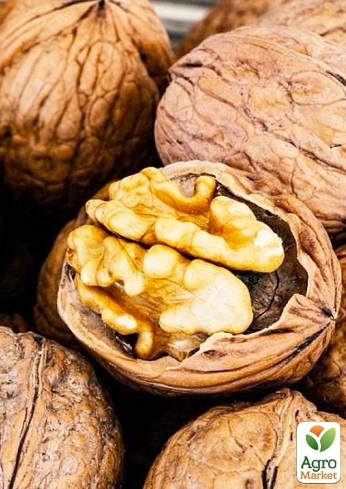 Эксклюзив! Орех грецкий "Казаку" (Cossack) (премиальный морозостойкий сорт, среднего срока созревания)
Эксклюзив! Орех грецкий "Казаку" (Cossack) (премиальный морозостойкий сорт, среднего срока созревания)